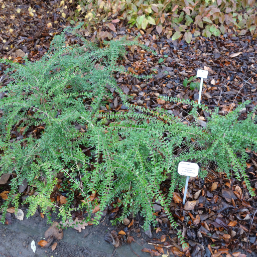 Lonicera Ligustrina