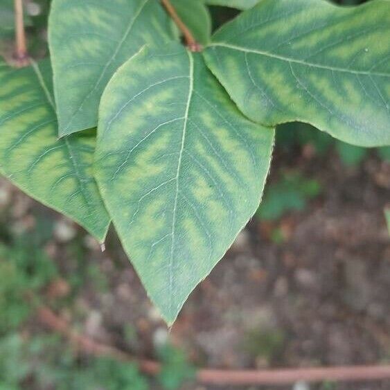 Lonicera × Purpusii