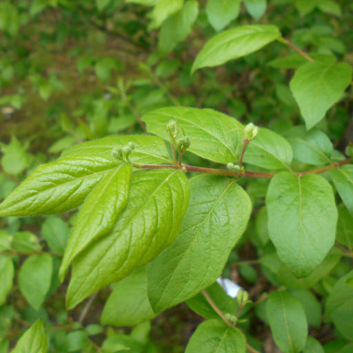 Lonicera Ruprechtiana