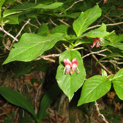 Lonicera