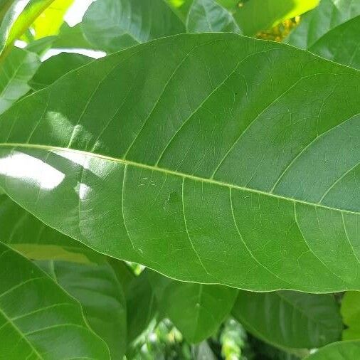 Lophanthera Lactescens