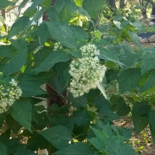 Lorentzianthus Viscidus