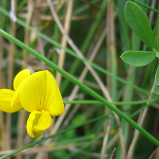 Lotus Glaber