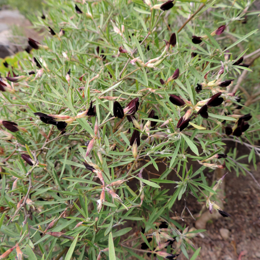 Lotus Jacobaeus