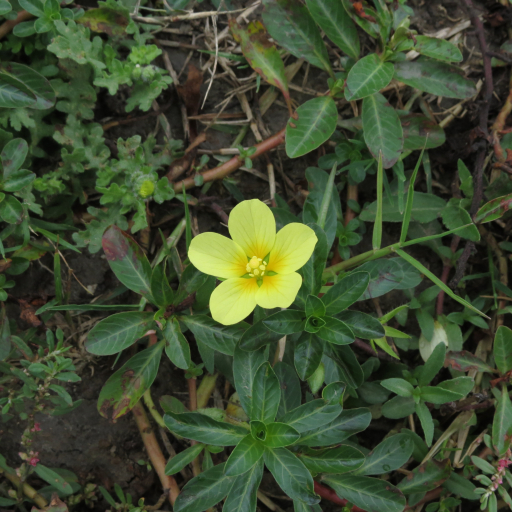 Ludwigia Adscendens