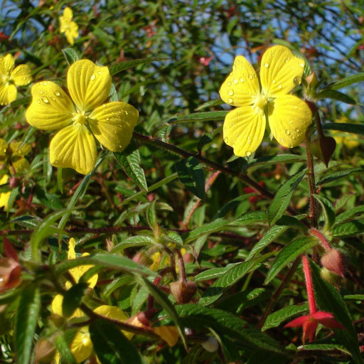Ludwigia Octovalvis