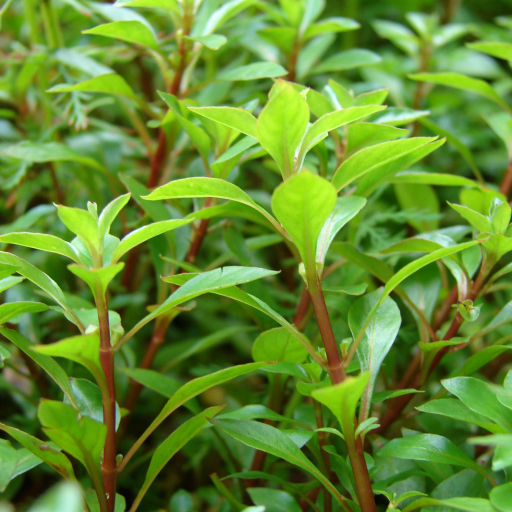 Ludwigia Palustris