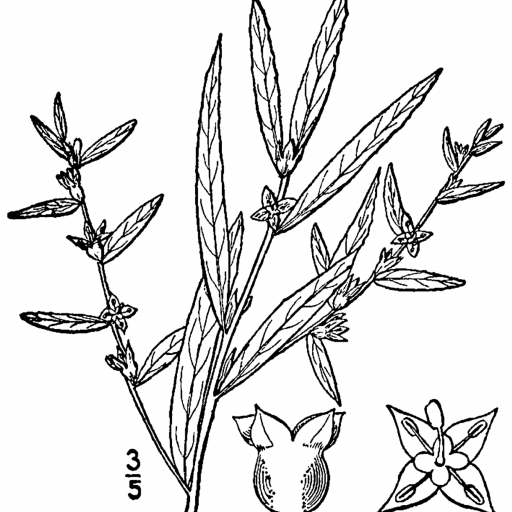 Ludwigia Sphaerocarpa