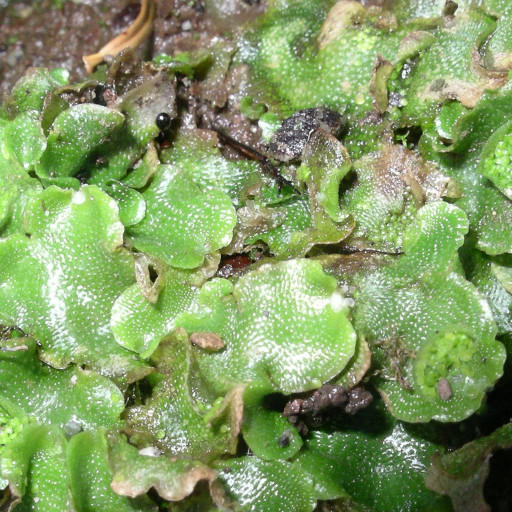 Lunularia Cruciata