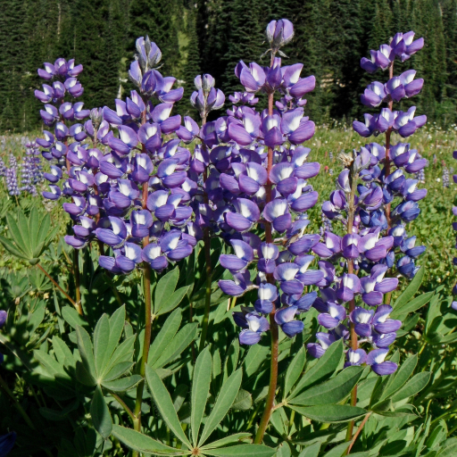 Lupinus Arcticus