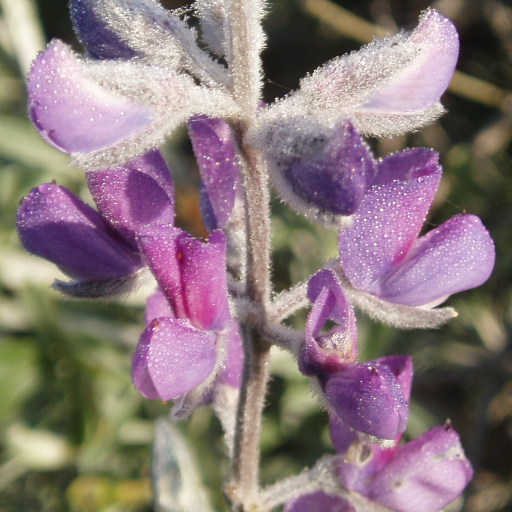 Lupinus Chamissonis