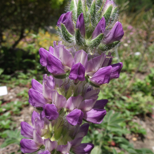 Lupinus Densiflorus