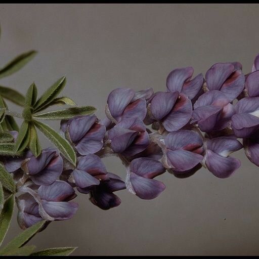 Lupinus Hillii