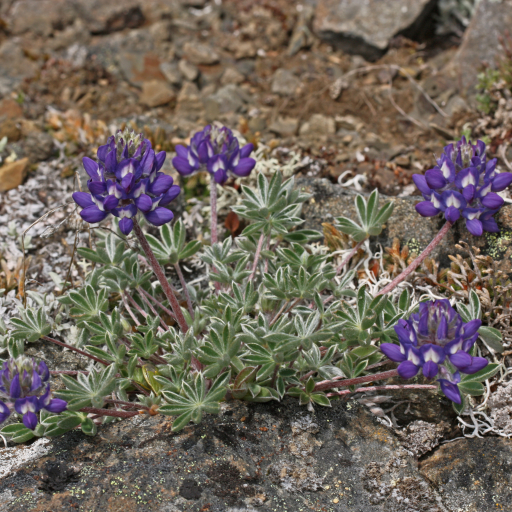 Lupinus Lepidus