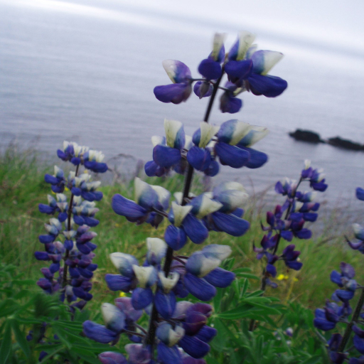 Lupinus Nootkatensis