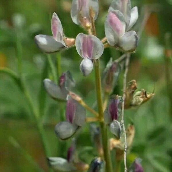 Lupinus Palaestinus