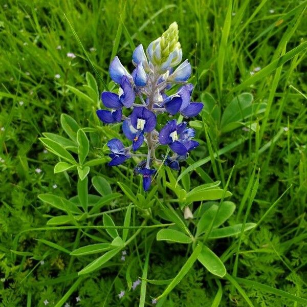 Texas Bluebonnet (Lupinus Subcarnosus) Plant Care & How to Grow, Water