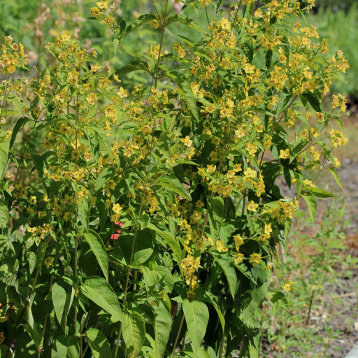 Lysimachia Ciliata