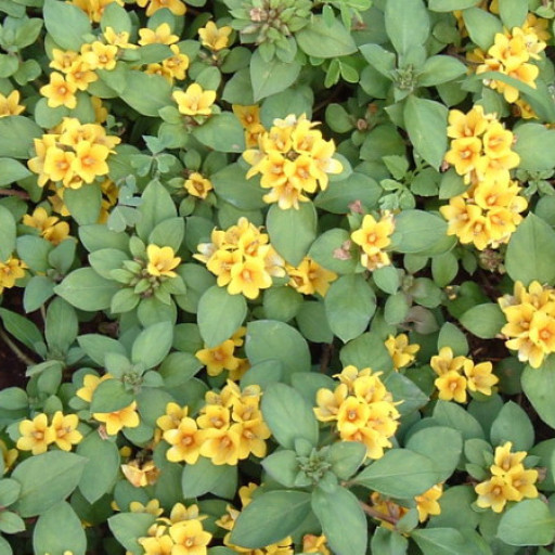 Lysimachia Congestiflora