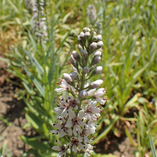 Lysimachia Ephemerum