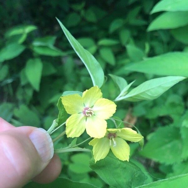 Lysimachia Lanceolata