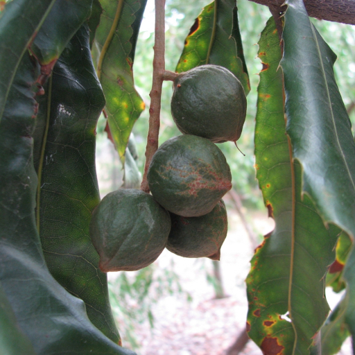 Macadamia Tetraphylla