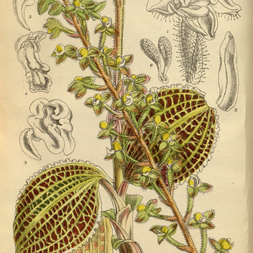 Macodes Sanderiana