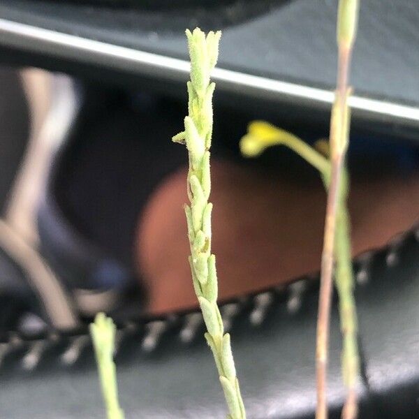 Macrosyringion Longiflorum