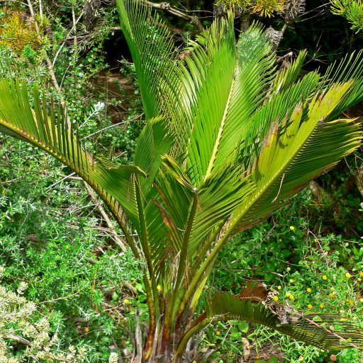 Macrozamia Riedlei