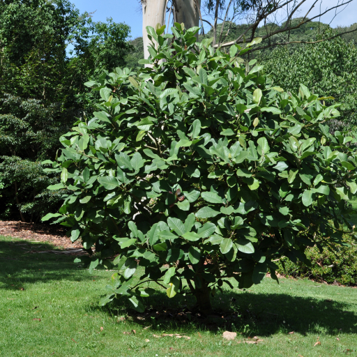 Magnolia Delavayi