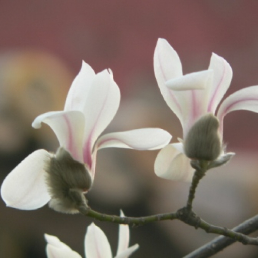 Magnolia Denudata