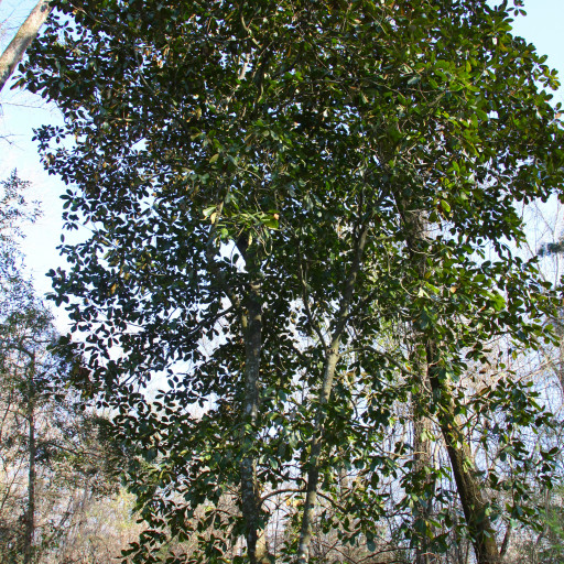 Magnolia Grandiflora