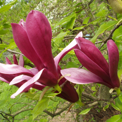 Magnolia Liliiflora