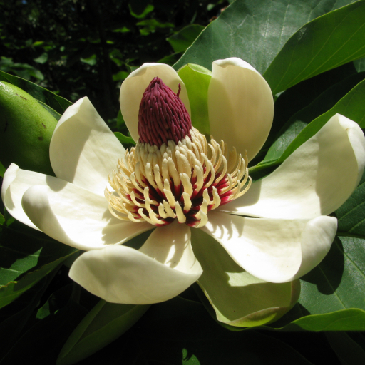 Magnolia Obovata
