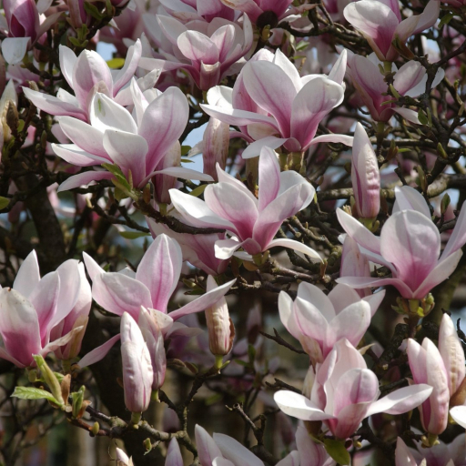Magnolia × Soulangeana