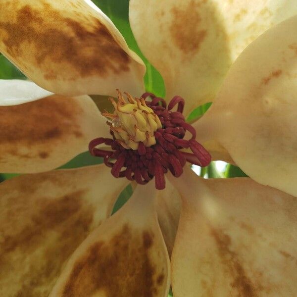 Magnolia × Wieseneri