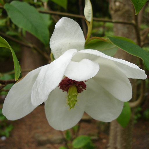 Magnolia Wilsonii