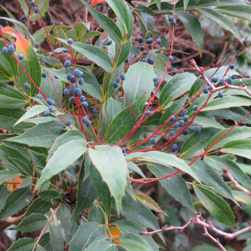 Mahonia Gracilipes