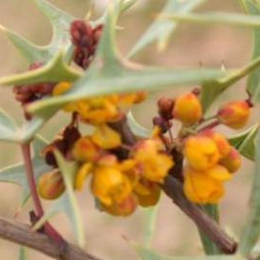 Mahonia Trifoliolata