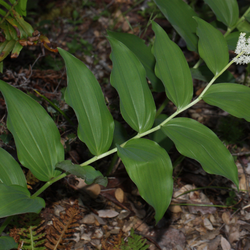 Maianthemum Racemosum