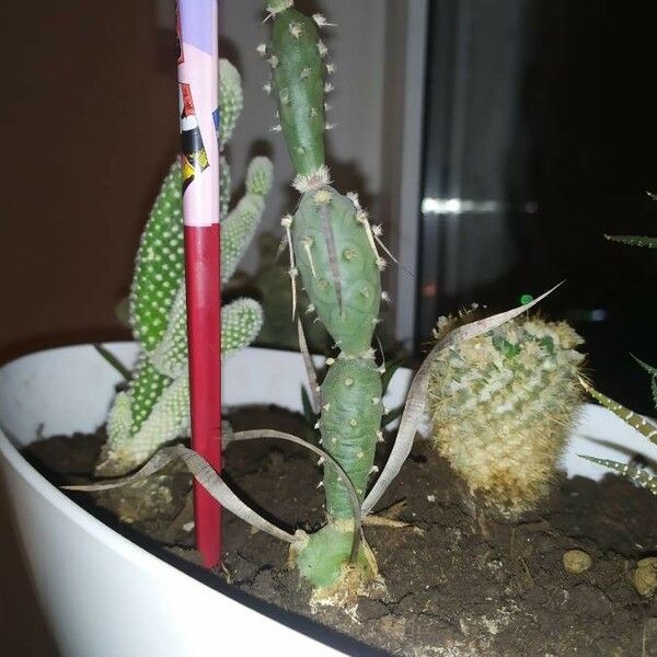 Maihueniopsis Glomerata