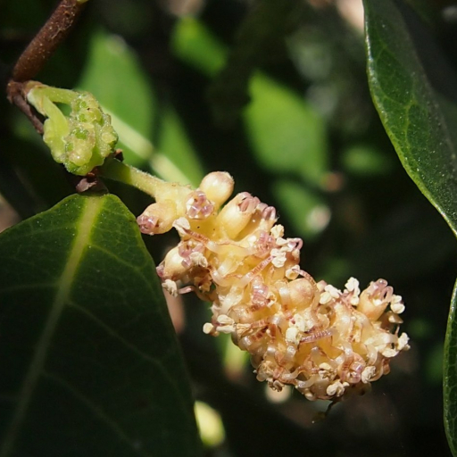 Malaisia Scandens