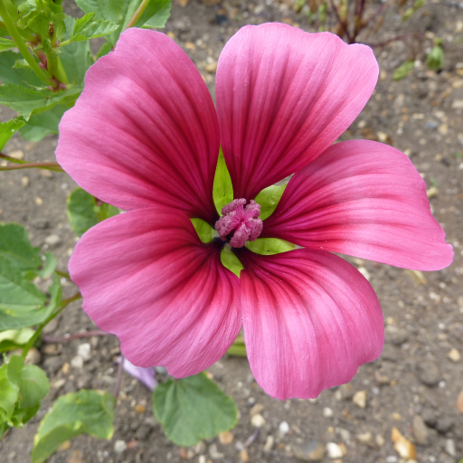 Malope Trifida