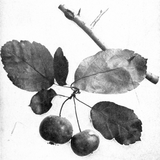 Malus Coronaria