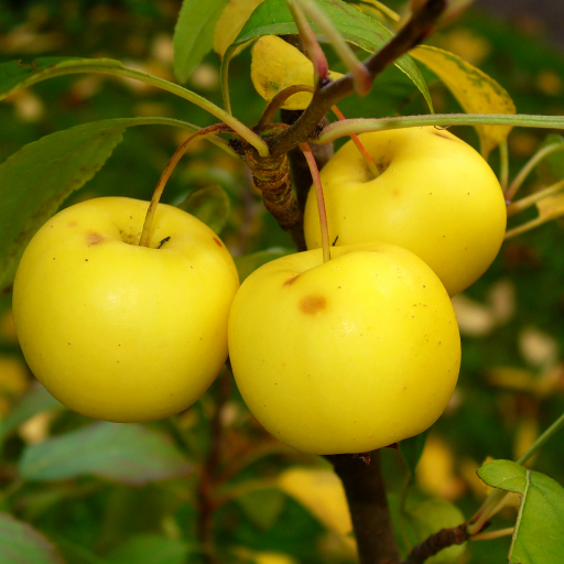 Malus Sylvestris