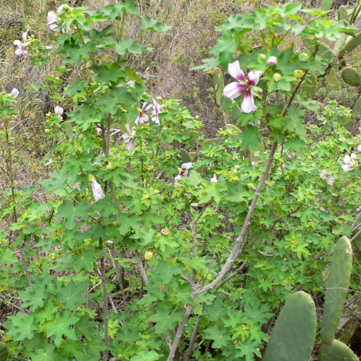 Malva Canariensis