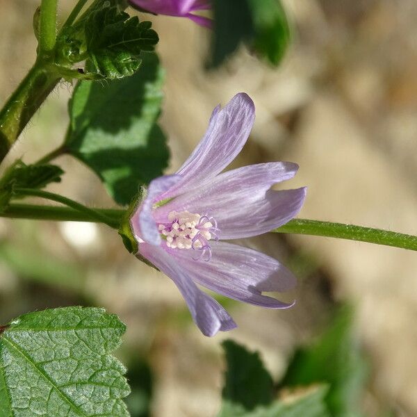 Malva Cretica