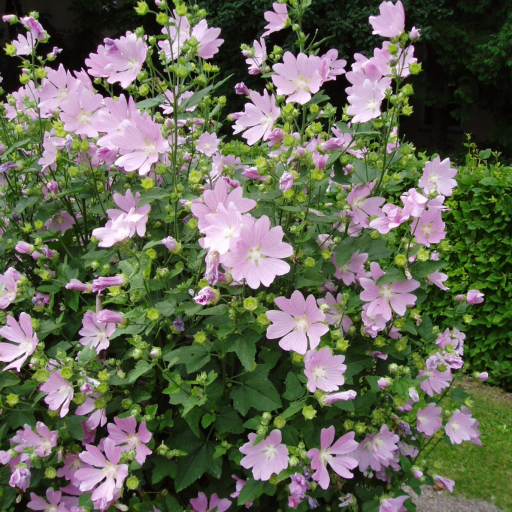 Malva Thuringiaca