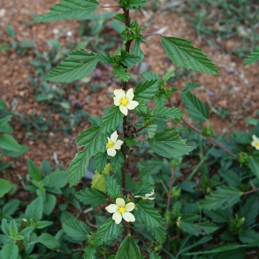 Malvastrum Coromandelianum
