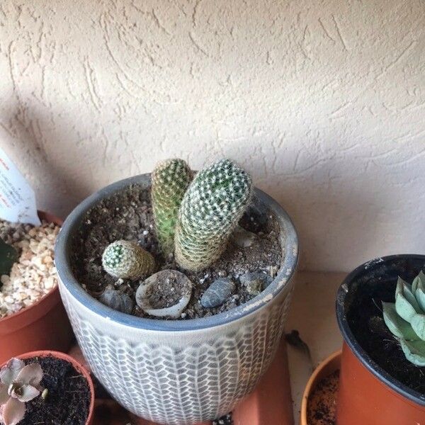 Mammillaria Albicans